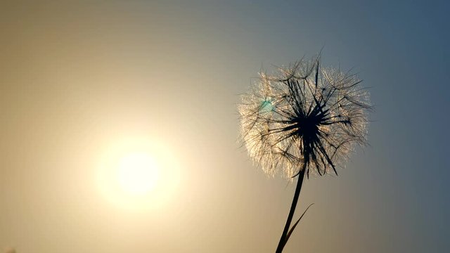 Amazing single sunny dandelion on blue sky background in sunset back-light.
