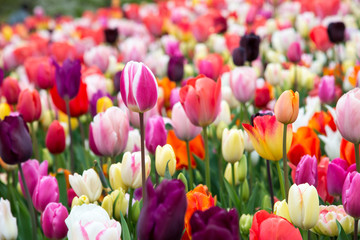 Kwitnące tulipany w parku. Holandia, Europa - 176444427