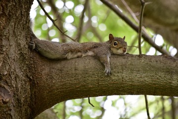 Obraz premium squirrel, rodent, animal, nature, tree, wildlife, cute, tail, fur, branch, mammal, forest, nut, fluffy