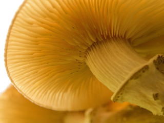 A hat of a splendid honey fungus, underside view. Gills, or lamellae, and a stipe with a partial...
