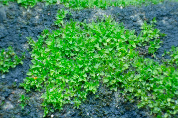 close up green moss on an old stone wall.