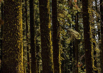 Obraz premium Warm light on moss