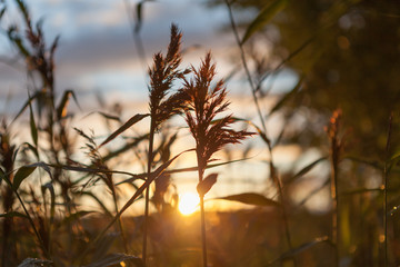 the sun's rays through the reeds. 