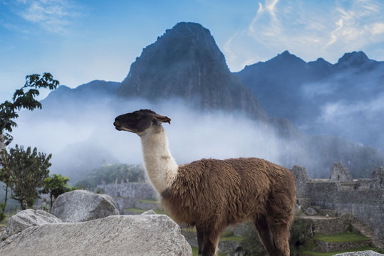Llama in Machu Picchu, Peru.