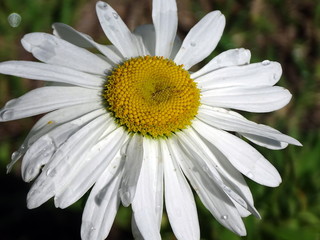 Fototapeta premium margueritte