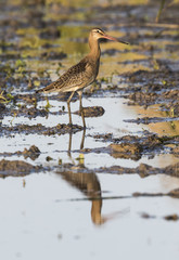 Ave limícola aguja colinegra (Limosa limosa), parada en el agua