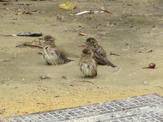 pajaritos bañandose en barro
