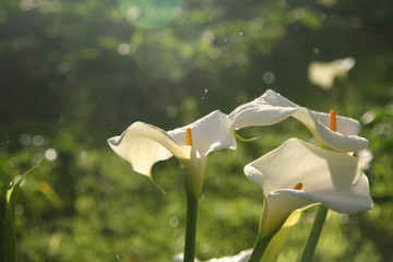 wild lillies