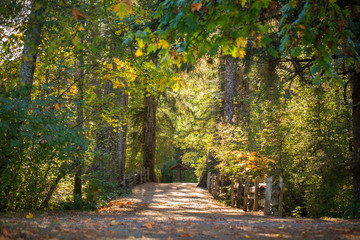 Autumn path