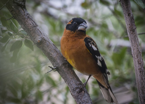 Black Headed Grosbeak