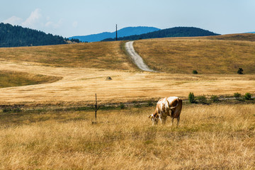 Fototapeta premium Zlatibor mountain in Serbia