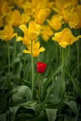 Loan Red Tulip