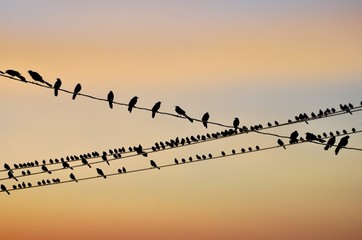Birds on a wire 