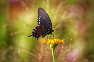 Beautiful Butterfly