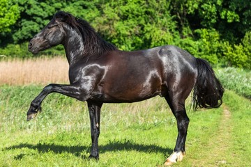 Fototapeta premium Stallion.