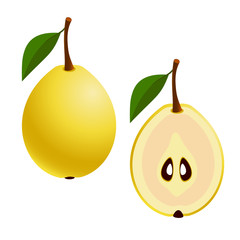 Fresh Pears, whole and cut fruit on a white background. Vector