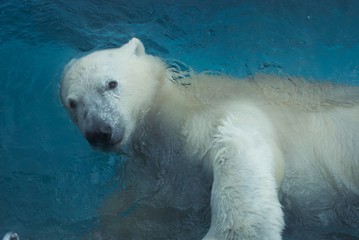 Polar Bears Global Warming and Zoo