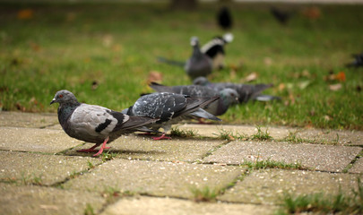 Obraz premium autumn birds - pigeons looking for food on a pavement