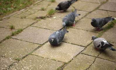 autumn birds - pigeons looking for food on a pavement