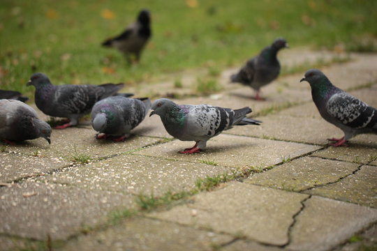 autumn birds - pigeons looking for food on a pavement