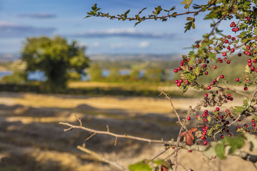 Autumn berries, County Cork, Ireland