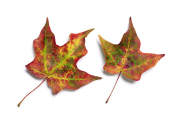 Brilliant fall colors on pair of autumn maple tree leaves isolated on white background