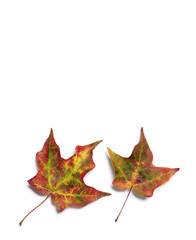 Brilliant fall colors on pair of autumn maple tree leaves isolated on white background