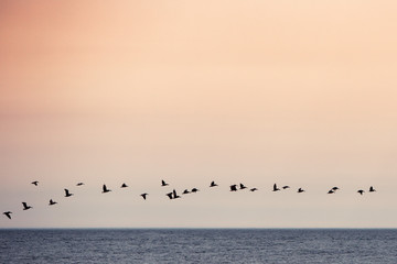 birds flying sunset sky