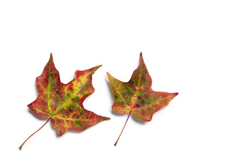 Brilliant fall colors on pair of autumn maple tree leaves isolated on white background