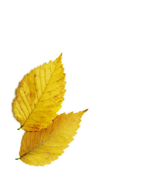 Pair of brilliant yellow gold autumn elm leaves isolated on white background