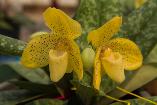 Paphiopedilum concolor (Yellow orchid) flower in garden.