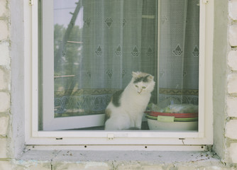 Cat Behind The Window
