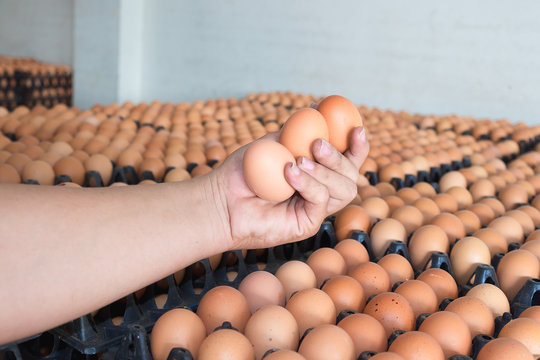 Hand holding eggs from chicken farm on lot of egg in the package background.