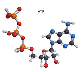 ATP
