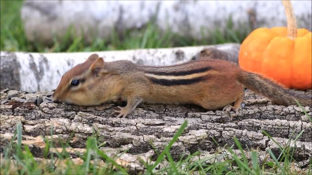 Chipmunk fills cheeks with seeds on low layers of bark birch and pumpkin
