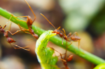 Fire Ants Teamworks Carry Caterpillars To The Nest, Selective Focus