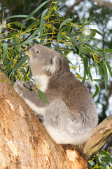 Koala looks up 