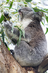 Obraz premium Koala sits up vert