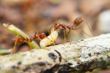 Fire Ants Teamworks Carry Maggots To The Nest, Selective Focus