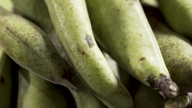 Very closeup detail shot of rotating freshly picked Fava beans in the pod.