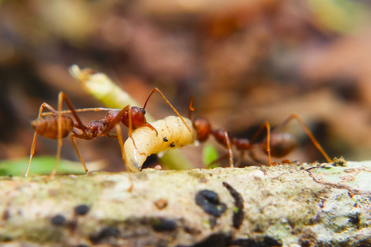 Fire Ants Teamworks Carry Maggots To The Nest, Selective Focus