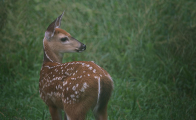 Bambi