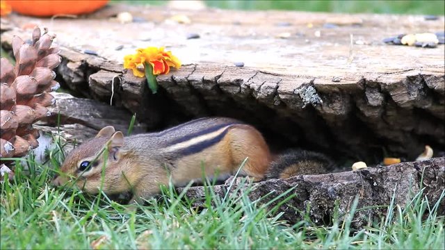 Chipmunk gathers seeds in between layers of bark and jumps away