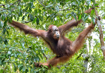 Naklejka premium Bornean orangutan on the tree under rain in the wild nature. Central Bornean orangutan ( Pongo pygmaeus wurmbii ) on the tree in natural habitat. Tropical Rainforest of Borneo.Indonesia