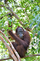 Bornean orangutan on the tree under rain in the wild nature. Central Bornean orangutan ( Pongo pygmaeus wurmbii ) on the tree  in natural habitat. Tropical Rainforest of Borneo.Indonesia