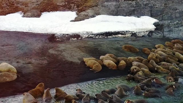 Walrusesin Arctic copter aero view on New Earth Vaigach Island. Wildlife on background of desert. Ecotourism in wilderness of Russian North. Wild nature. Pinniped mammals in water.