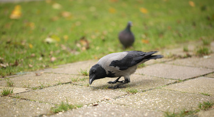 bird in a city - hoodie standing on a pavement and grass