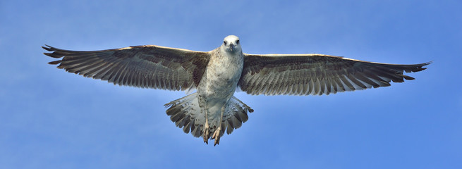 Flying Juvenile Kelp gull (Larus dominicanus), also known as the Dominican gull and Black Backed Kelp Gull. Blue sky background. False Bay, South Africa