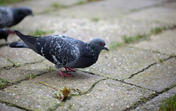 pigeon standing on a pavement and grass