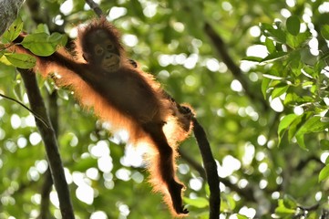 A silhouette of a baby orangutan in green krone of trees. Central Bornean orangutan ( Pongo pygmaeus wurmbii ) on the tree  in natural habitat. Tropical Rainforest of Borneo.Indonesia